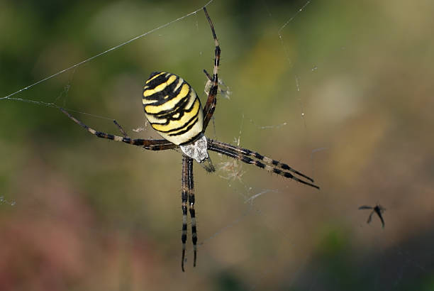 Araignée guêpe femme - Photo