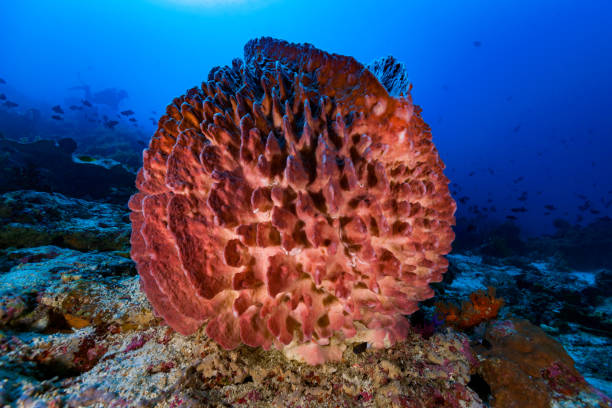 Giant Barrel Sponge This giant sponge Xestospongia testudinaria hosts a lot of sea cucumbers Synaptula lamperti, a Dwarf Hawkfish Cirrhitichthys falco and a Hairy squat Lobster Lauriea siagiani. odonus niger stock pictures, royalty-free photos & images