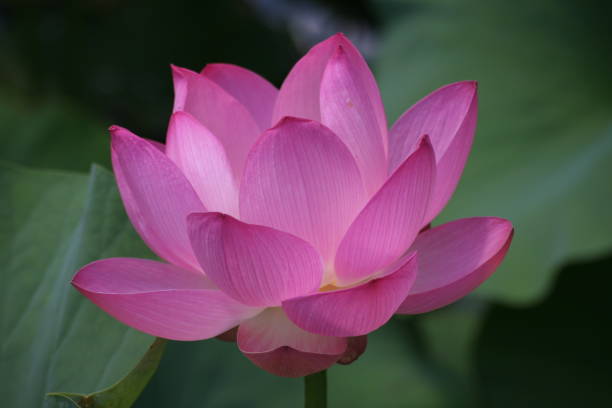 istock Pink lotus in  pond 91404620