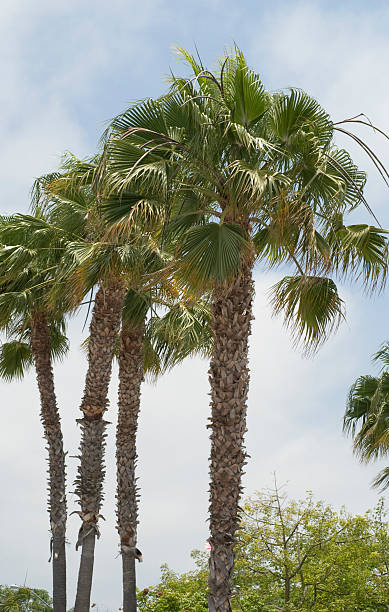 пальмы - lowlight стоковые фото и изображения