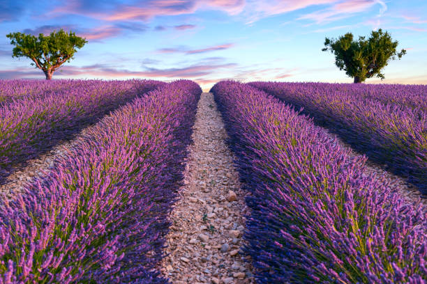 istock Lavender field summer sunset landscape 914049262