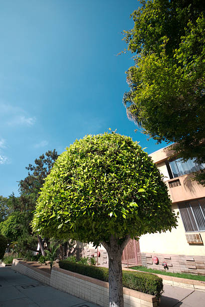 istock Los Angeles Neighborhood 91405008