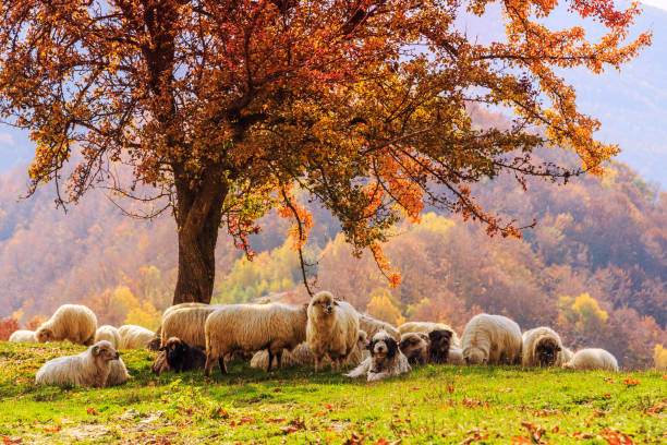 istock Sheep under the tree in Transylvania 914050728