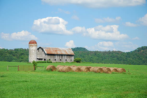 istock rolls of hay and barn. 91405308