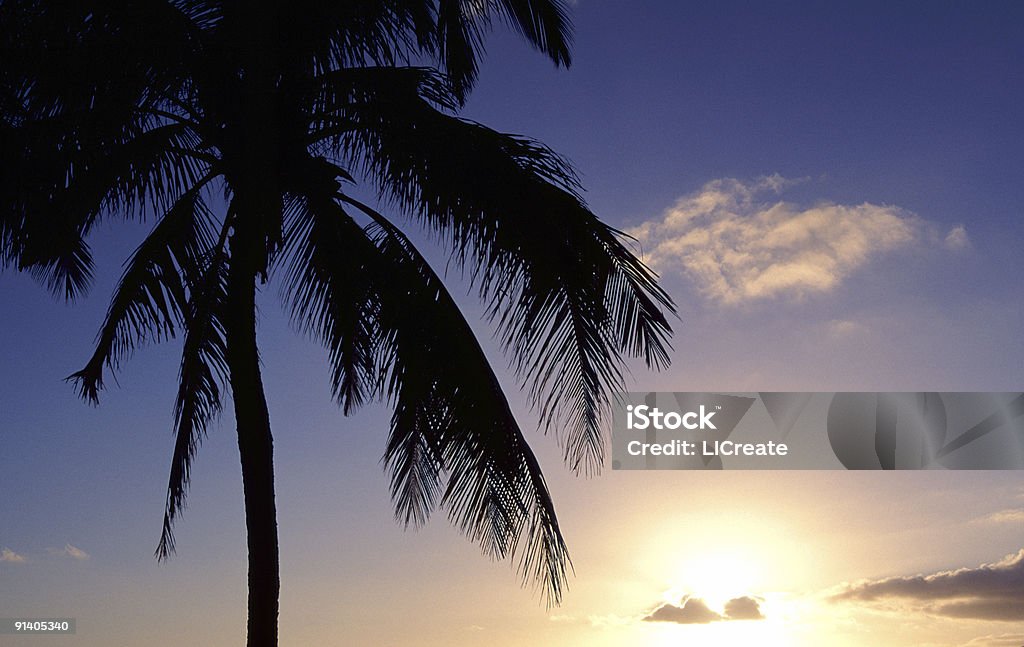 Puesta de sol con palmeras - Foto de stock de Aire libre libre de derechos