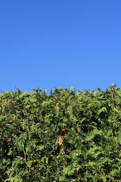 istock Hedge Fence and Sky Background 91405356