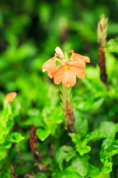 istock Orange flower in garden 914053906
