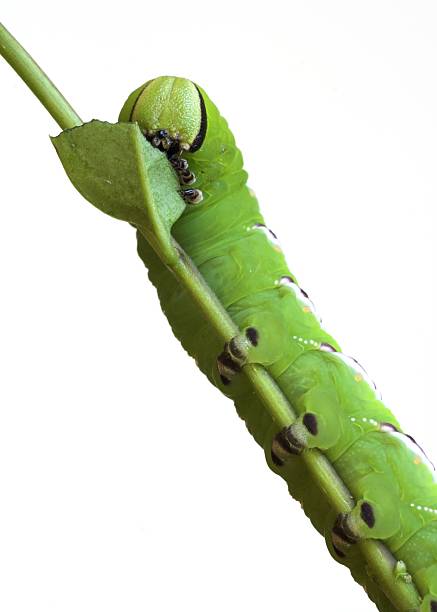 istock Caterpillar of the Privet Hawk Moth 91405535