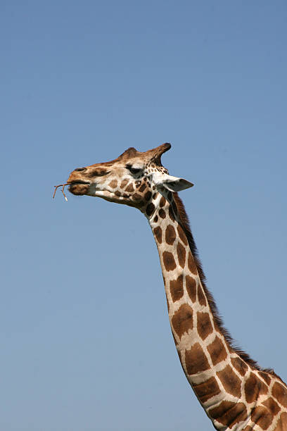 testa di giraffa - length south high up climate foto e immagini stock
