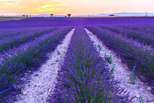 istock Lavender field summer  near Valensole 914057750