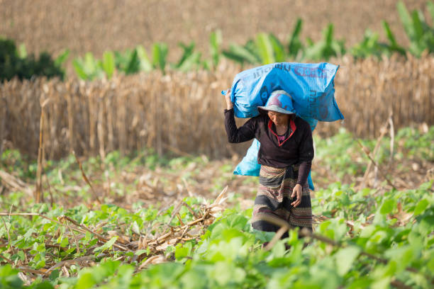 Mae Ramat, Tak, Thailand - October 18, 2016 : Unidentified Karen woman as agricultural worker is carrying sacks containing the corn harvested at Mae Ramat, Tak, Thailand.