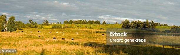 Photo libre de droit de Fin Daprèsmidi Paysage Dun Champ Vert Avec Des Vaches banque d'images et plus d'images libres de droit de Agriculture