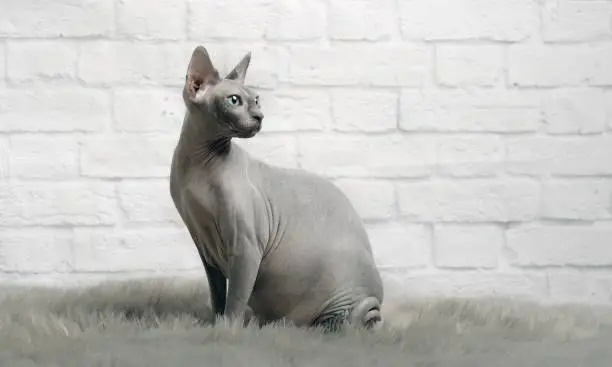 Grey sphynx cat sit on a fur blanket and look sideways.