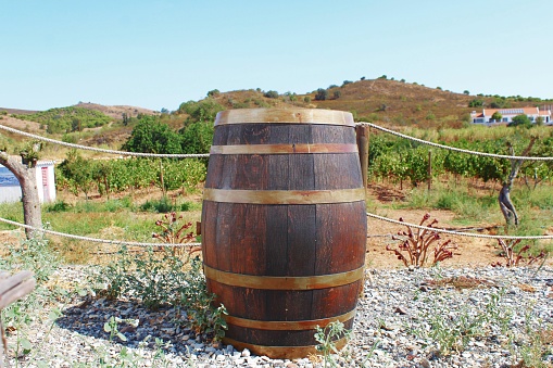 Old fashioned wooden beer keg being used as a rain butt in rural garden, collecting rain water and helping fight climate change and water shortages due to global warming.