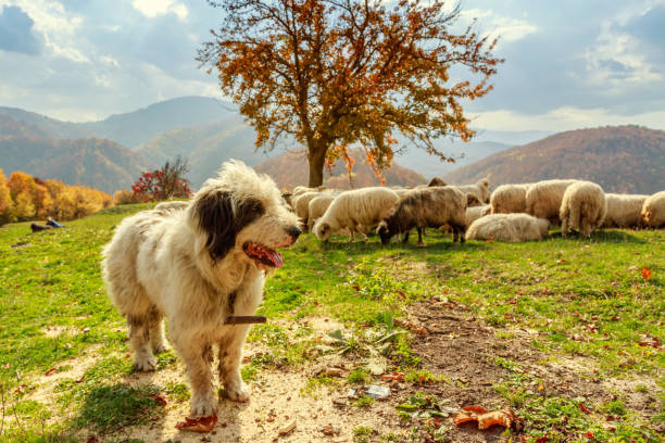 Beautiful rural landscape with sheep and sheepdogs in the late afternoon during sunset.