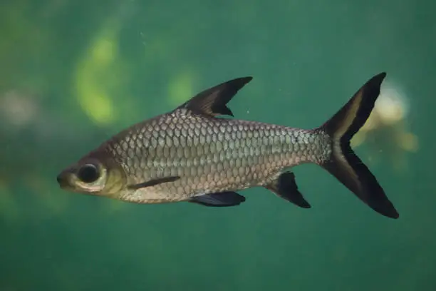 Photo of Bala shark (Balantiocheilos melanopterus)