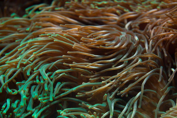 Bubble-tip anemone (Entacmaea quadricolor). Bubble-tip anemone (Entacmaea quadricolor). Sea animal. bubble tip anemone entacmaea quadricolor stock pictures, royalty-free photos & images