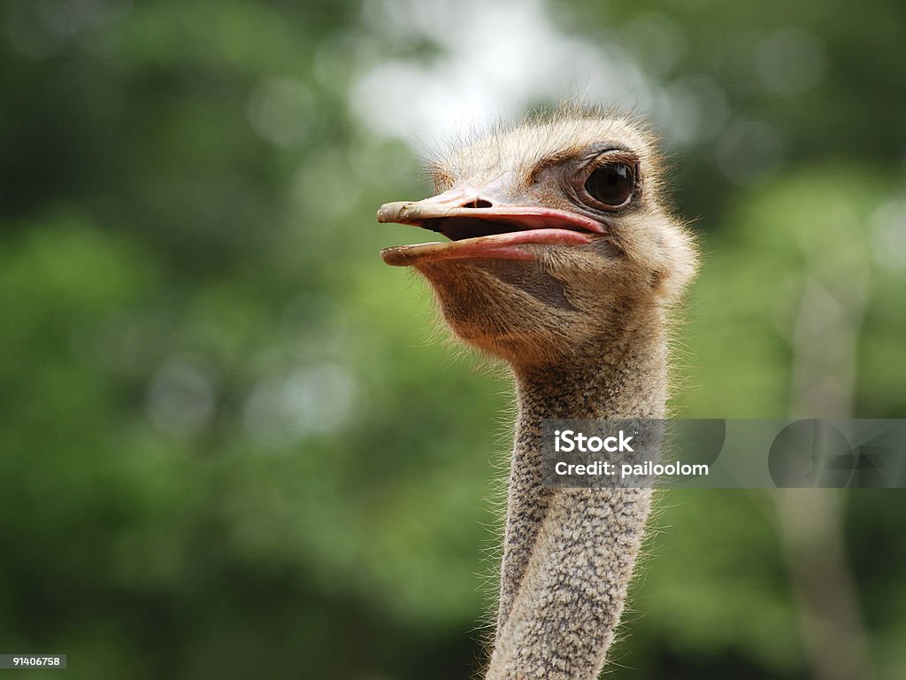 avestruz - Foto de stock de Animal royalty-free