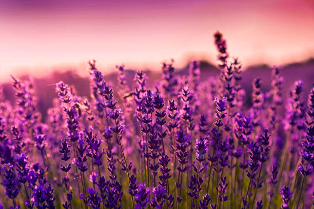 istock Lavender field in Tihany, Hungary 914069744