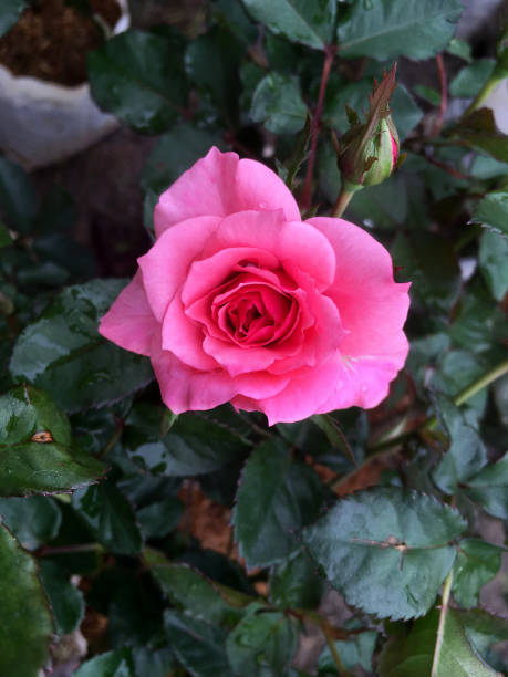 istock Colorful pink rose in garden 914070312
