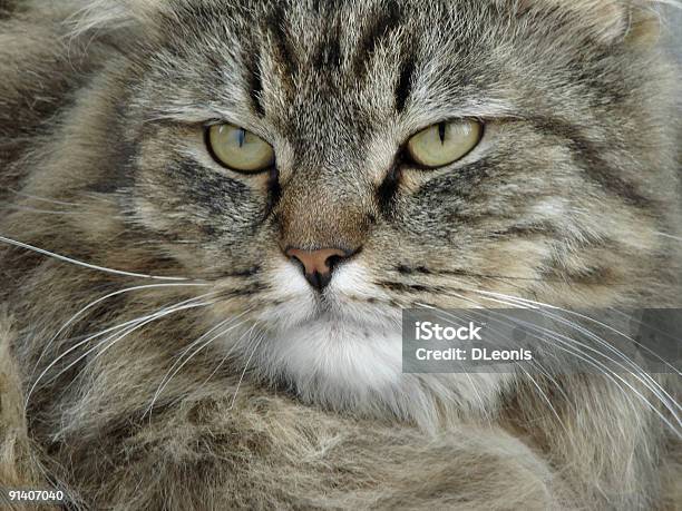 Tomcat Graves - Fotografias de stock e mais imagens de Animal - Animal, Animal Doméstico, Animal de Estimação