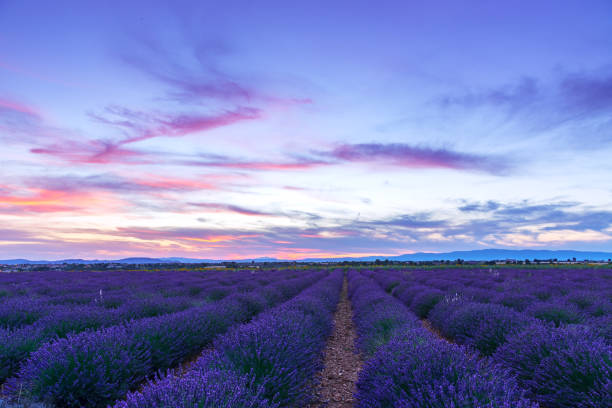 istock Lavender field summer sunset landscape 914073284