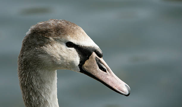 Swan cygnet stock photo