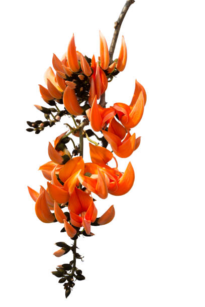 230+ Palash Flower Of Southeast Asia Stock Photos, Pictures & Royalty