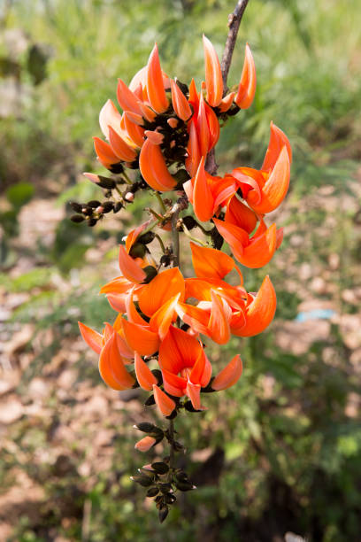 istock Flame of the Forest 914073798