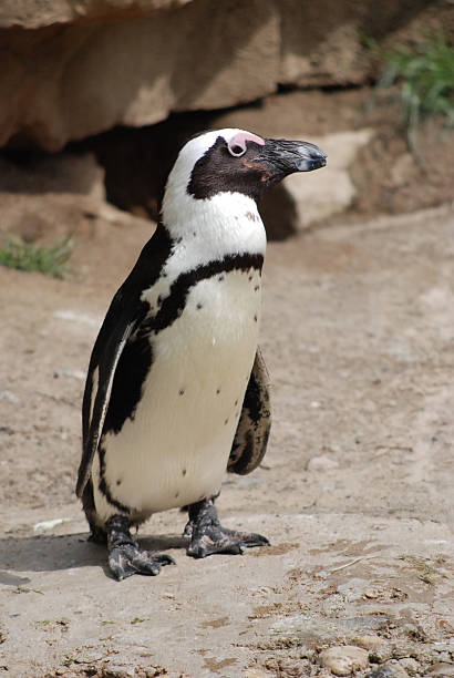 istock South African Penguin, Sea Life, Zoo 91407490