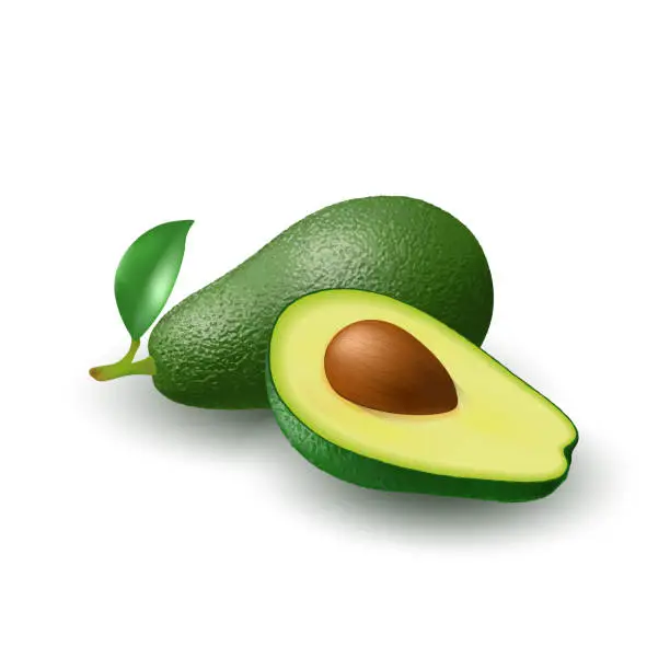 Vector illustration of Isolated realistic colored whole juicy avocado with stick and green leaf and half avocado with pit with shadow on white background. Side view.