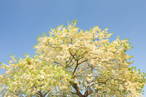 White Meranti bloom in the spring of Thailand.
