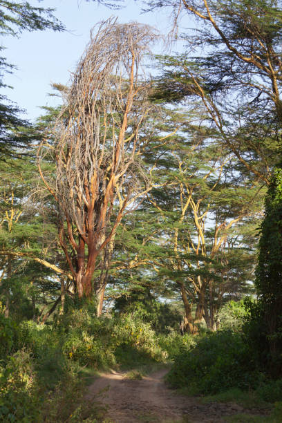 istock Nakuru National Park Road 914080834