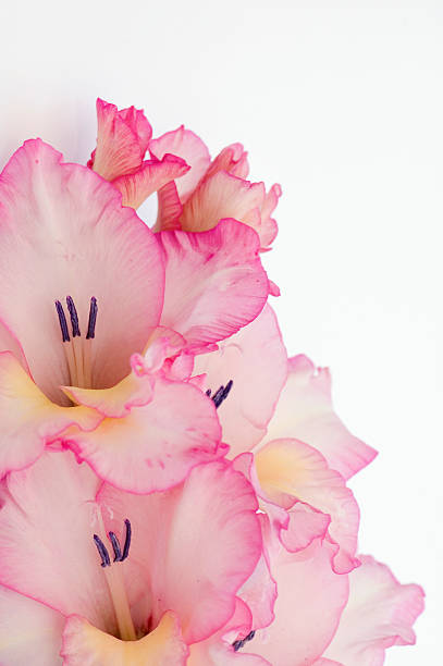 rosa gladiolo - gladiolus single flower isolated tropical climate fotografías e imágenes de stock