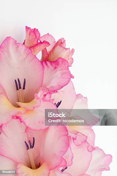 핑크 글라디올러스 0명에 대한 스톡 사진 및 기타 이미지 - 0명, 글라디올러스, 꽃 한송이