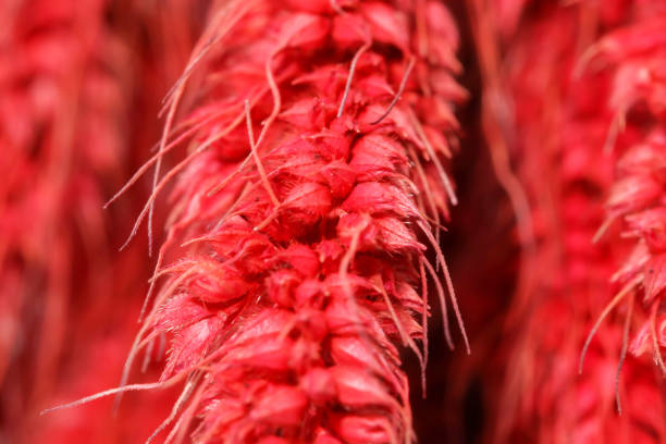 istock Background group red dry grass isolated isolated on white background 914082496