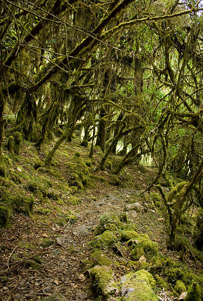 Moss road stock photo