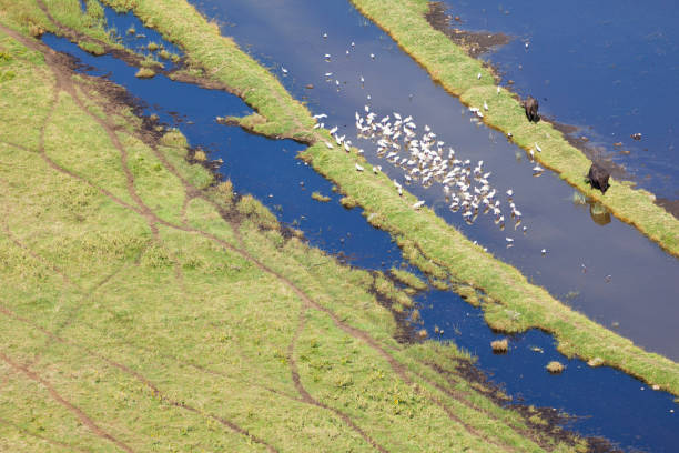 istock Nakuru National Park Landscape, Kenya 914085630