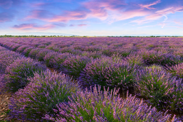 istock Lavender field summer sunset landscape 914085690