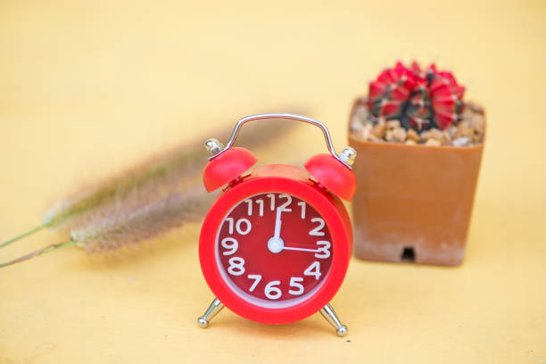 Red alarm clock and cactus in pot show nature concept
