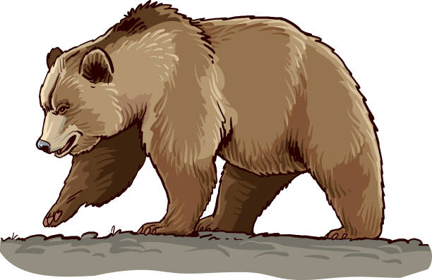 niedźwiedź - big bear stock illustrations