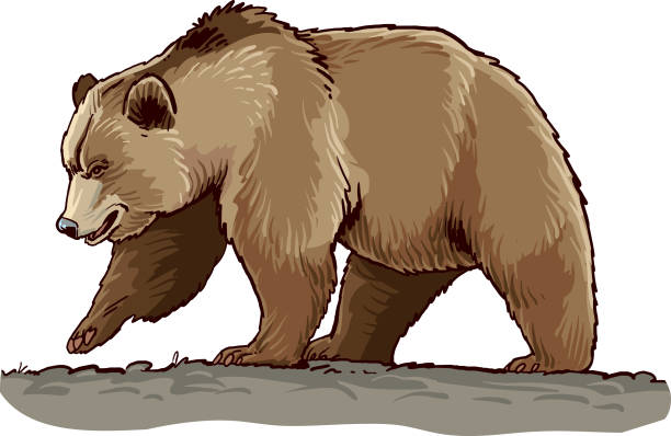 медведь - big bear stock illustrations