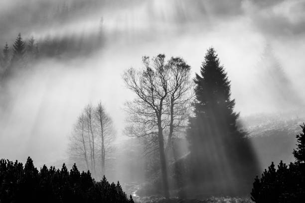 istock Foggy morning in the nature. Sun beams light through mist with tree silhouettes 914089320