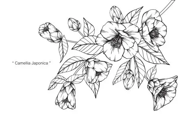 Vector illustration of Camellia Japonica flower drawing.