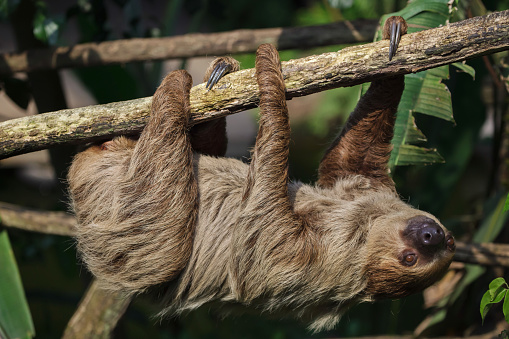 Linnaeus's two-toed sloth (Choloepus didactylus), also known as the southern two-toed sloth.