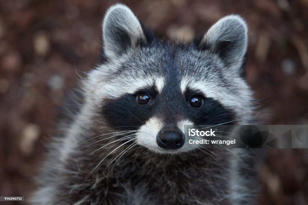 Raccoon (Procyon lotor) - Lizenzfrei Waschbär Stock-Foto