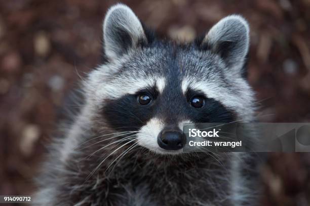 Raccoon Stockfoto und mehr Bilder von Waschbär - Waschbär, Kanada, Tierkopf