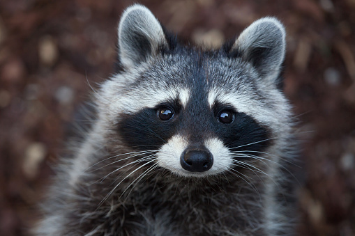 Raccoon (Procyon lotor), also known as the North American raccoon.