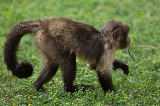 Golden-bellied capuchin (Sapajus xanthosternos), also known as the yellow-breasted capuchin.