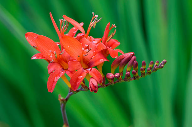 Única Crocosmia Lucifer flor roja - foto de stock